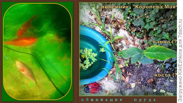 Самые  первые  заселенцы  вокруг нашего прудика...  Пока обрастаем...