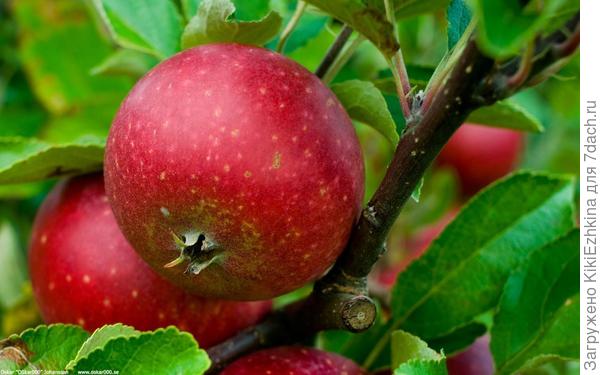 Не  представляю,  где у нас  можно купить такой сорт яблони...  В  Европе под Рождество  можно купить  такие яблоки в магазинах,значит  есть промышленное производство этого великолепного сорта!  После  мороза  яблоки становятся  прозрачными внутри. Очень  поздне-спелый  сорт,вызревает под снегом...