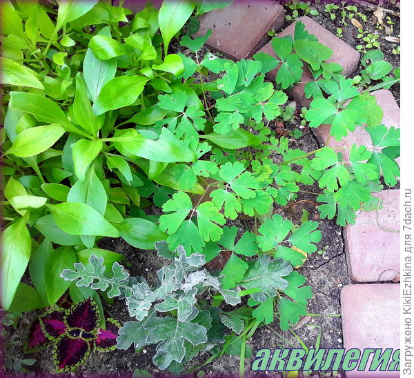 Водосбор  посеянный на рассаду  ещё  зимой, наконец-то  начал куститься  хоть немного  после пересадки в  персиковую рабатку  в  уголок  под канну...