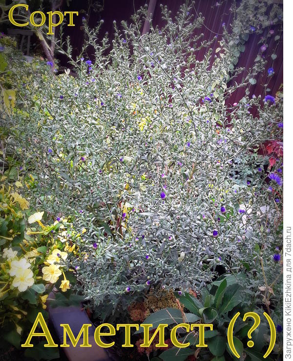 Пока  что  кустик набирает цвет...