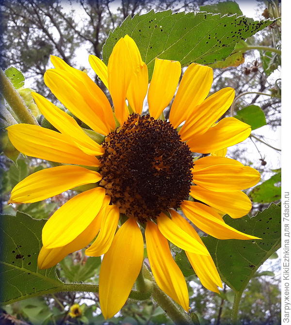 Параллельно  некоторые  цветоносы  продолжают цвести...