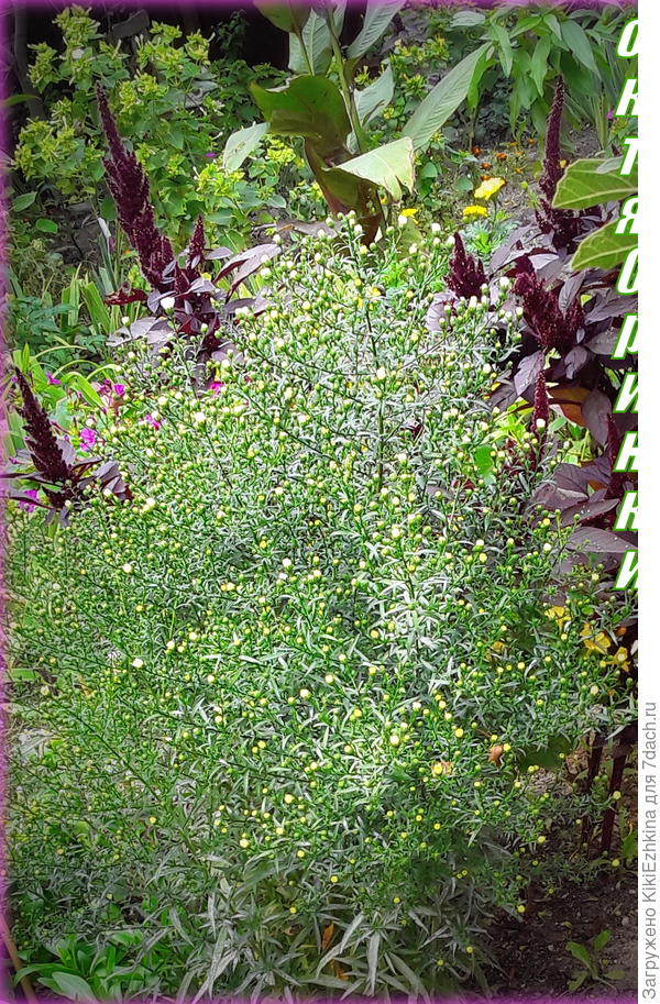 И   октябринки,оправдывая  своё  название  собираются  расцвести именно  в  октябре...   А ведь проросли они  из  ОГ  самой  ранней весной!