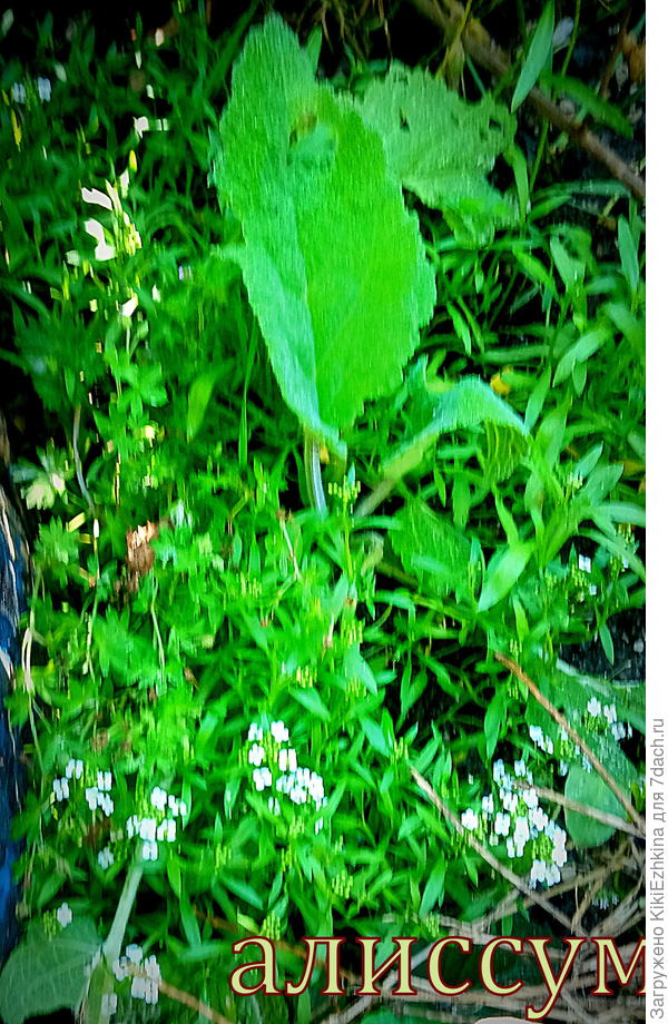 Сеяла  целую пачку  на  горке - улитке...Взошёл один корешок (видимо совершенно случайно!)  и  вот так  богато зацвёл!