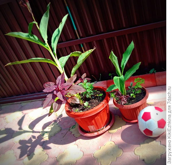Вот эти и  подобные  им  горшочки с каннами в окружении  разных компаньонов  планирую на зиму  занести в кухню...