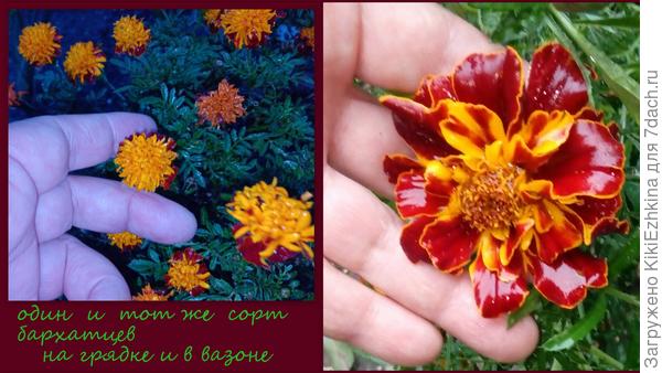 Здесь заметно отличается и размер цветка   и  его вид(изменилась даже расцветка  от условий  произрастания!)