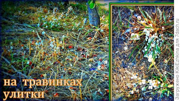 Так  выглядят газоны  внутри   города :  сплошное   лежбище   мелких  круглых улиток, а  бывают  полянки  с   длинными вытянутыми улитками -  брефулопсисами  (я  регулярно нахожу их  в  своём саду при прополках)... Приходится  собирать, с целью    сокращения  популяции  внутри культурного сада...