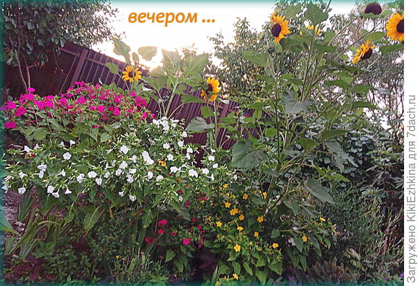 Вот эти красавцы сами выбрали себе место где вырасти!