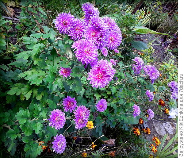 Весь сезон  куст рос тесным  компактным  пучком, а к  концу  лета вдруг распался на отдельные снопы! И теперь цветёт отдельными ветвями...