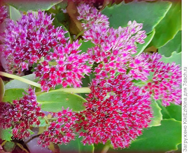 Вот  так  постепенно из обычного розоватового  перерос в красивый малиновый...  среди большинства уже  почерневших от осеннего увядания...