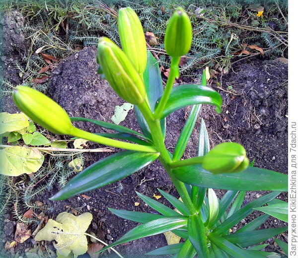 Набирают цвет лилии,но вряд ли успеют зацвести так поздно - уже конец октября...