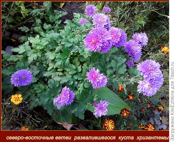 По этим ветвям заметно как они отклонились от вертикального направления роста...