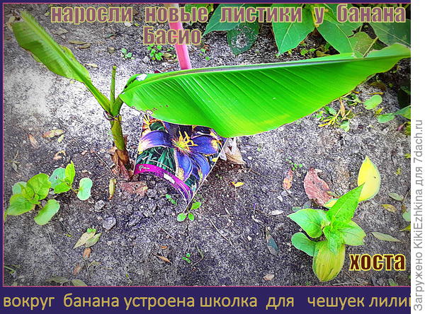 А  вот  так  выглядит новый  прирост  листвы   в октябре 2021 года... Теперь есть надежда,  что корневая  система   появилась...  Вопрос  лишь в том, как  корешки молодые перенесут севастопольские заморозки