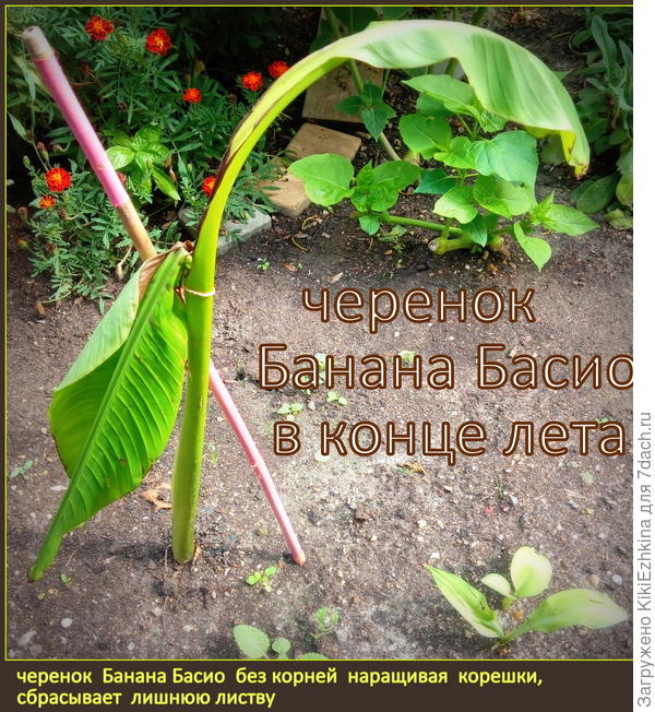 Так  наш банан терял  листики в  конце  лета...  Пришлось их удалять постепенно и  последовательно...