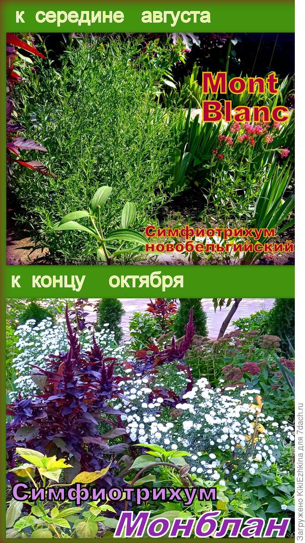 Не  зря-не зря  зовут мои  астрочки  ОКТЯБРИНКАМИ!