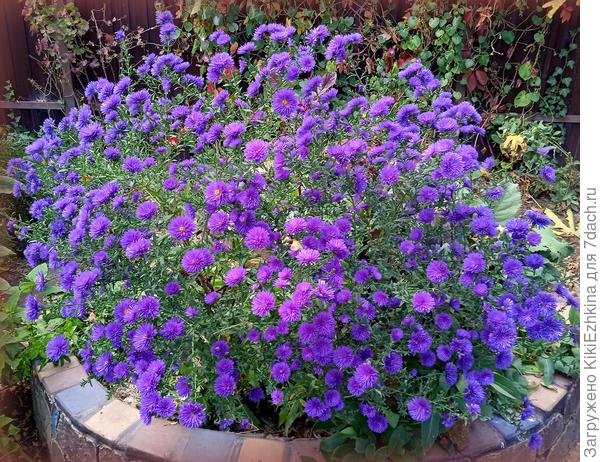 Не  могу не показать такую  красоту,  которая  совершенно случайно угодила  на эту горку-улитку,т.к.  ничего  подходящего  для  посадки на горку    в  тот момент  не было под  рукой...  Заполняла теми  растениями,которые  имелись в наличии...