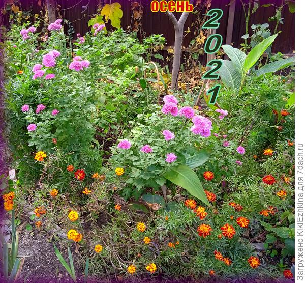 Заметно  как он  развалился на  4 части;  отвалившиеся  в сторону запада веточки пришлось просто удалить... Остальные  успели  зацвести...