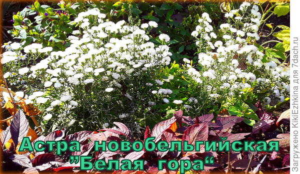 Прошлым  летом  куст был компактный и действительно выглядел как  снежная вершина,  а  в  эту  осень   куст разросся и распался на  части... Большой  Белой горы  не получилось... - без  подвязывания...