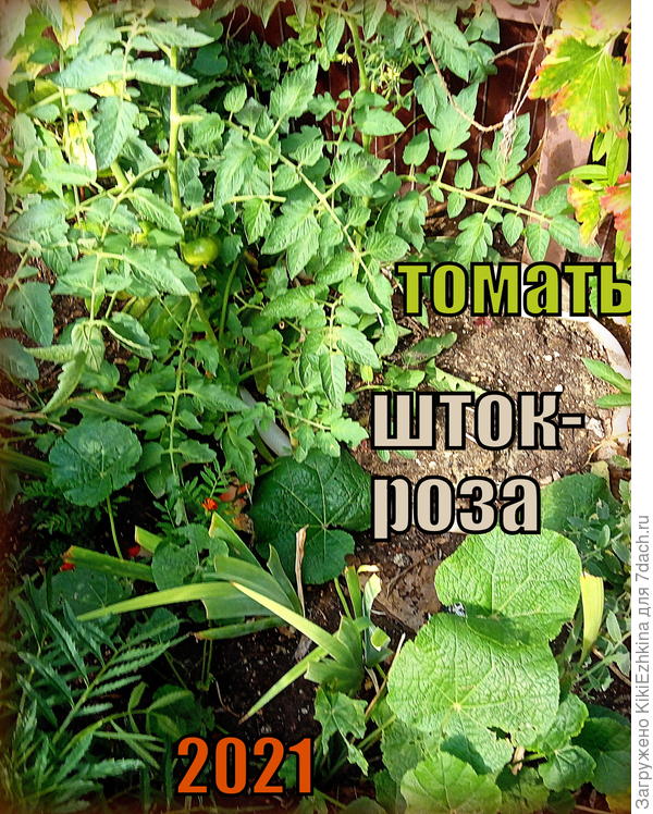 Живём   в ожидании  красоты...