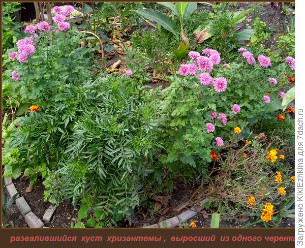 развалившийся  куст хризантемы-двухлетки