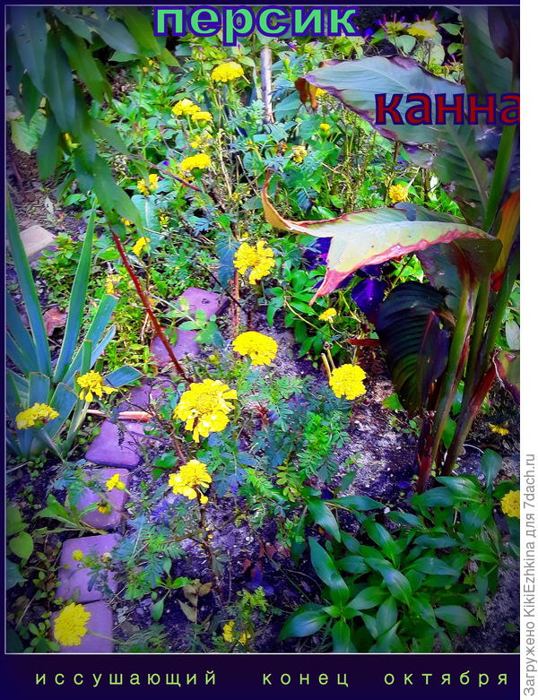 К  сожалению  осень засушливая , а при нападении на нас  вируса  поливать  было просто некому... Вероятно, результаты  могли быть  получше... Однако заметно,что сорт Бархатцев  лимонных сам  по себе довольно голенастый...