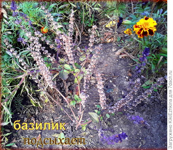 Базилик  вызревающий ,  пока ещё  на грядочке...