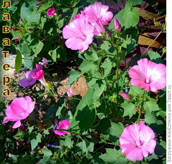 Из  опробованных  растений  на  середину  цветника, кажется  подойдут лаватеры, мирабилисы, нивяник...