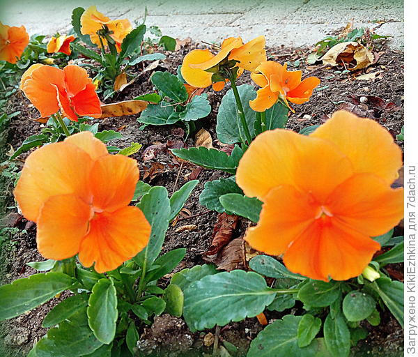 Не  могу пройти мимо такой  красоты,чтобы не щёлкнуть...