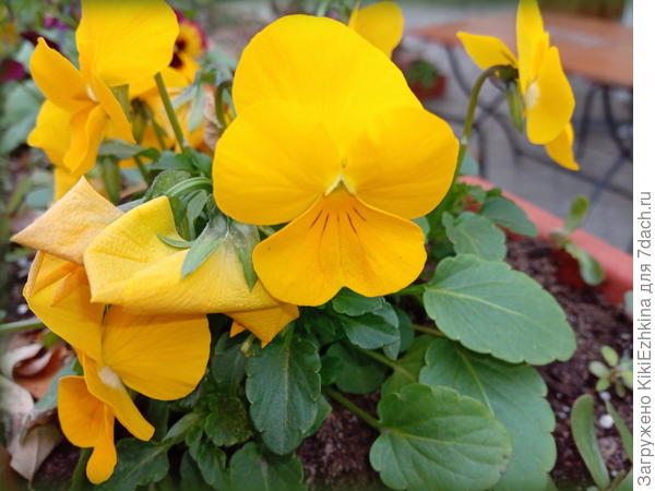 Солнечные  виолы  в  ноябре:  Севастополь...