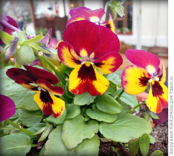 Виола в кашпо  летней  веранды...