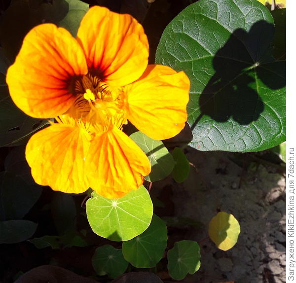 Выхожу за калитку,а там  на моей  глиняной грядке своими весёлыит глазками встречает более  пышно разросшаяся,  чем  в прошлом  сезоне  Настурция...