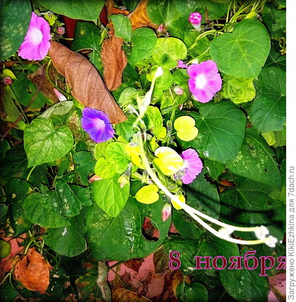 Моя  ипомея во дворе  разыгралась к  первой  декаде ноября...