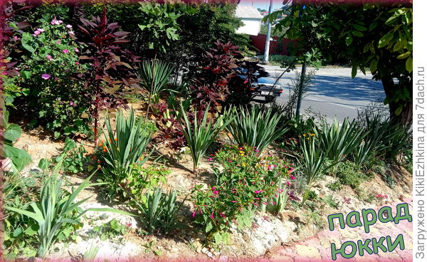 Внутри сада есть   юкки,которые  уже  цвели, а  здесь, за оградой-  молодые, подрастающие...