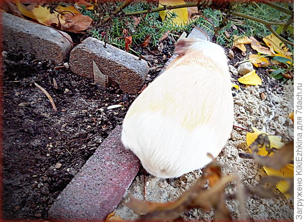 Дэн  прогулялся под кустом:  туда-сюда...