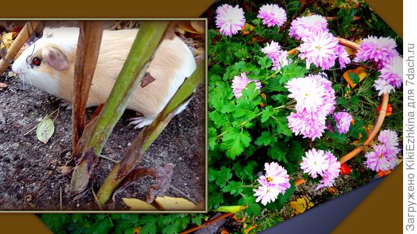 Детвора  моя  вывела  свою  морскую свинку на прогулку... На  улице дождя нет, солнышко:  всем хочется  погулять...  Вот   он и прячется   под кустом.  Но от камеры не спрячешься...