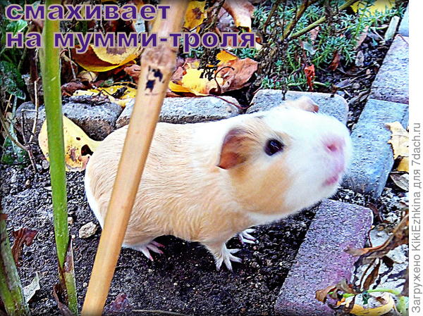 Каждый день его ходят гладить всей  семьёй! :)