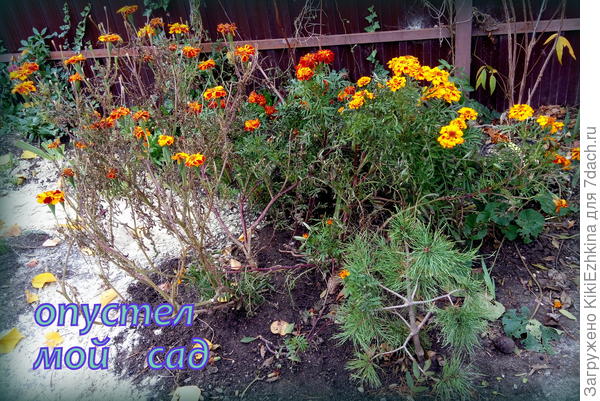 Среди  освободившихся  пространств  бархатцы  просто  бросаются в глаза...