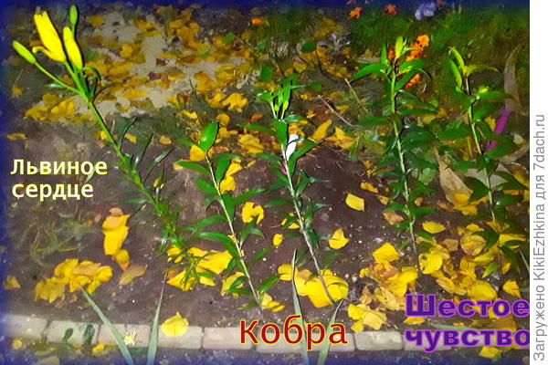 Смотрю и думаю: не тесновато ли я их высадила?