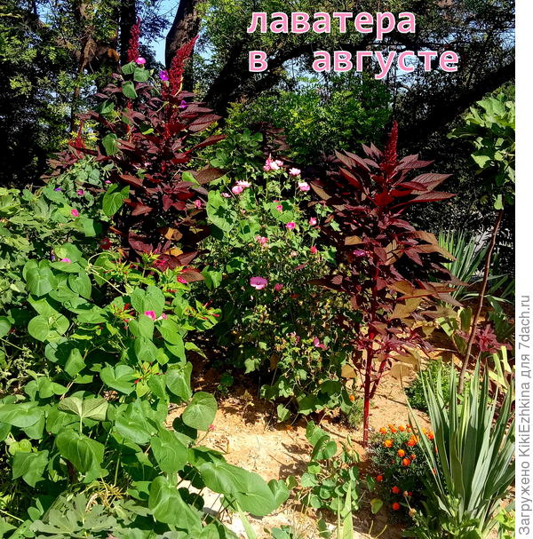 Лаватера  у меня  цвела  как-то волнами: то  буйно, то  замирает... Сейчас ,  в середине ноября  -  снова зацвела!