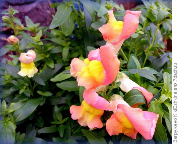 Кажется  именно этот сорт получил-таки  прописку  в моём саду...  Жаль,что  красивейший-малиновый  в это лето не проявился нигде...