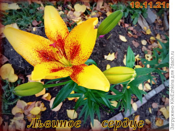 Эта  красотка  должна  быть почти целиком  тёмно-коричневая с жёлтыми кончиками...  А на деле-вот такой  результат...