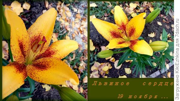 Как эта расцветка в засыпающем ноябрьском саду мажорненько выглядит!