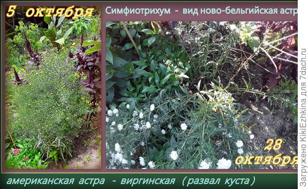 Мой  сад в этом сезоне  выдал несколько распавшихся  цветочных  кустов, среди них оказались  Белые октябринки &quot;Монблан&quot; и  корейские хризантемы...