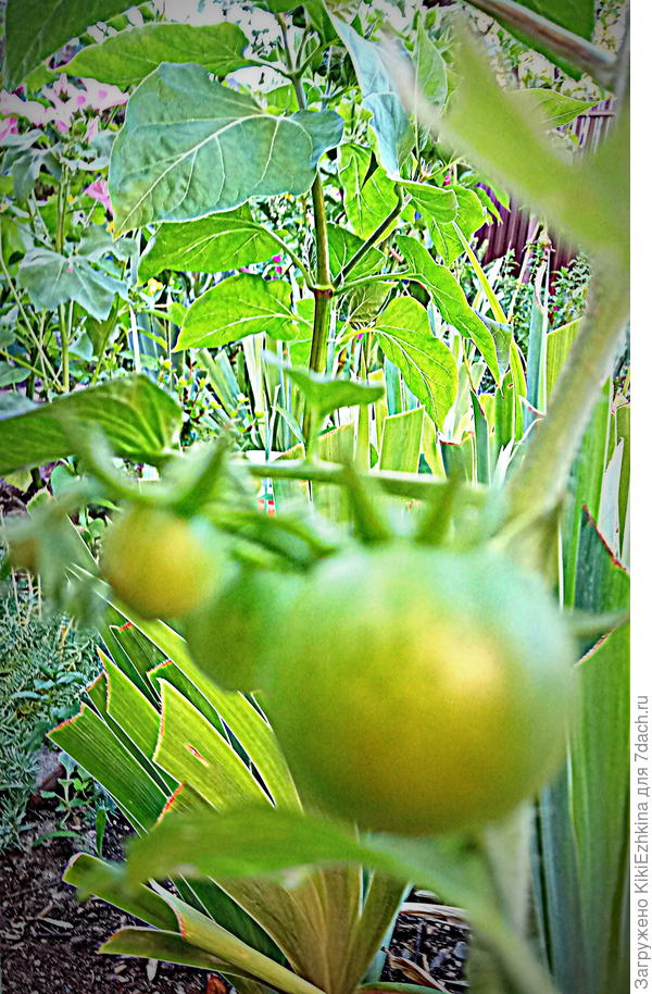 Вот они - плоды  моего эксперимента... Опыт  доказал- на ткой  почве  вкусняшки не растут!