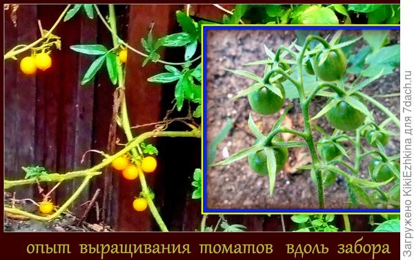 Проведя  столь блестящий  опыт с томатами  я пришла   к  выводу  : больше  не тратить усилий на выращивание томатов в таких неблагоприятных условиях НИКОГДА!