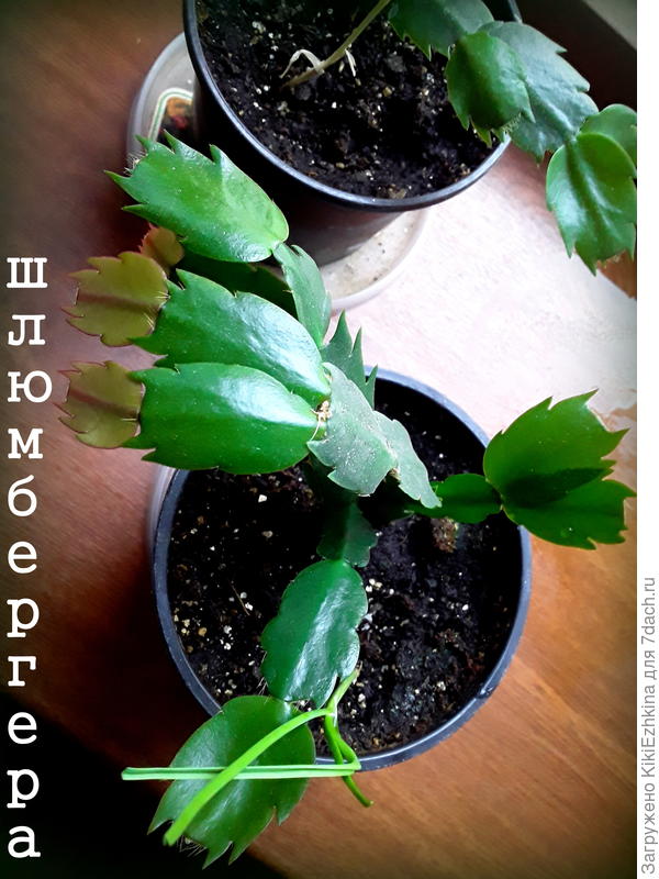 Как  видите- дали   новые приросты...