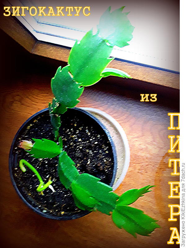 И  на отделённом  черенке тоже уже наметился  новый  сегмент  вашей  шлюмбергеры  усечённой