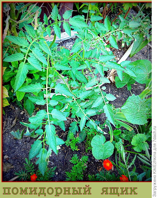 Прощальное  помидорное  фото на память о былом ;)
