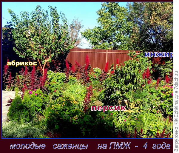 Сентябрь 2020 года... Сад растёт...