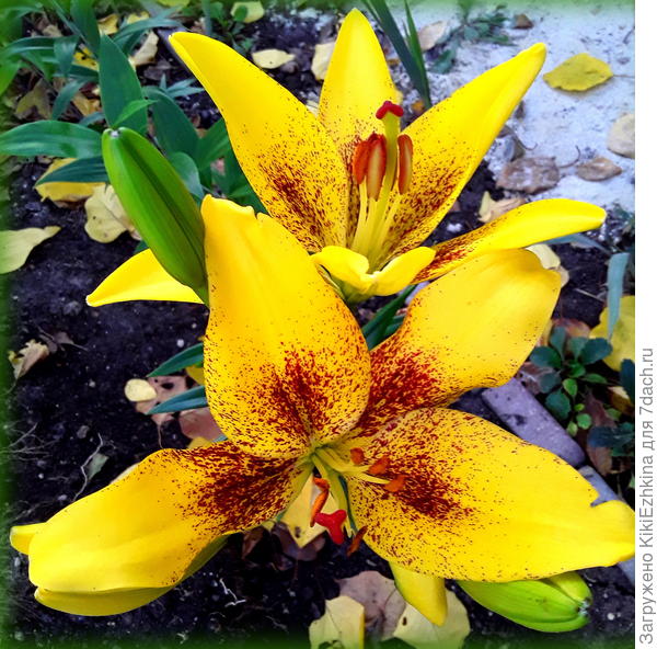 Вот, к 25 ноября распустился второй бутон. Вся семья в восхищении!