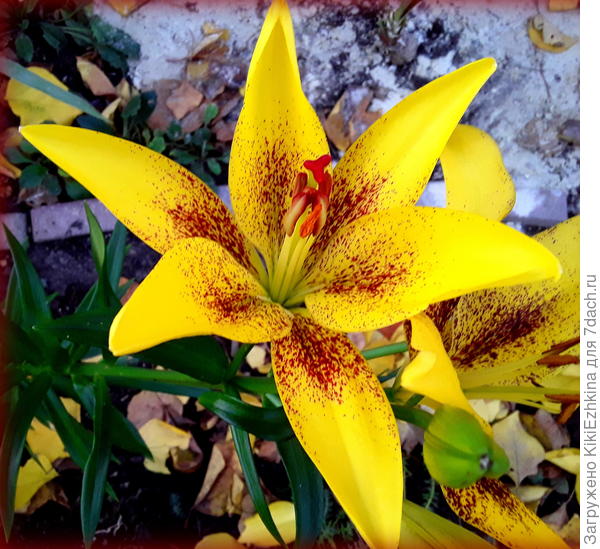 Пока  смогли  девочки подсказать,что  эта  лилия  из  серии Танго!